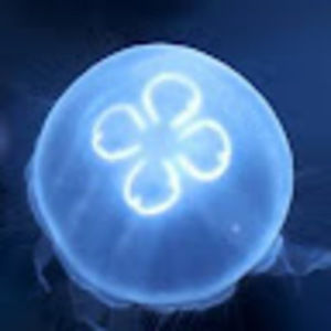 Meet your Posher, Elle